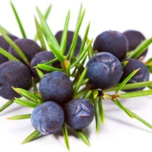 Можжевельника плоды